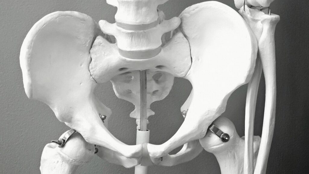 Model anatomiczny kręgosłupa lędźwiowego z miednicą na biurku